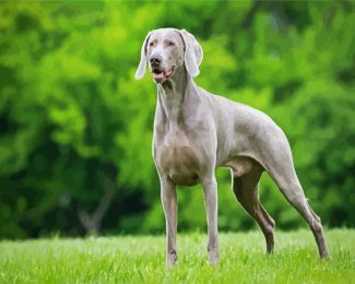 Weimaraner diamond painting