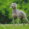 Weimaraner diamond painting