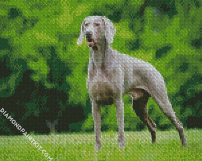 Weimaraner diamond painting