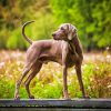 Weimaraner Dog diamond painting