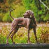 Weimaraner Dog diamond painting