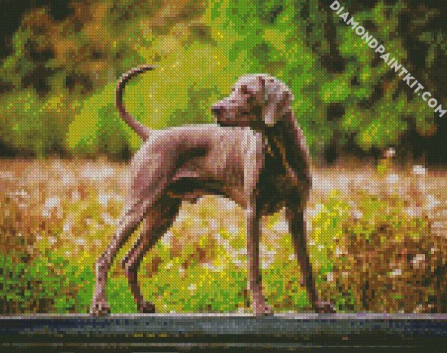 Weimaraner Dog diamond painting