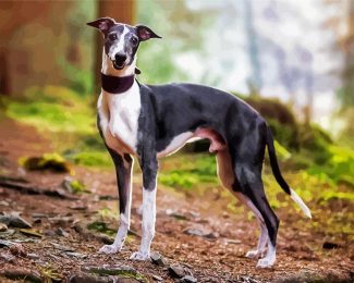 Whippet Puppy diamond painting