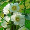 White Hollyhocks Flowers diamond painting