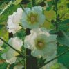 White Hollyhocks Flowers diamond painting