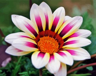 White Purple Gazania diamond painting