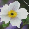 White Anemone diamond painting