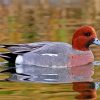 Wigeon Bird diamond painting