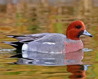 Wigeon Bird diamond painting