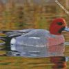 Wigeon Bird diamond painting