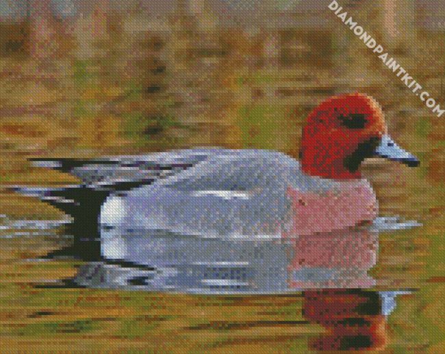 Wigeon Bird diamond painting