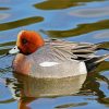 Wigeon diamond painting