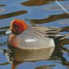 Wigeon diamond painting