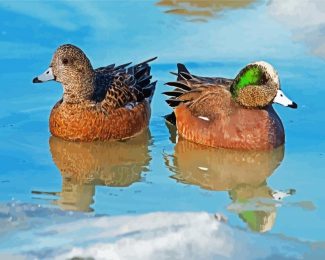 Wigeon Birds diamond painting