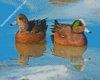 Wigeon Birds diamond painting