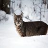 Wild Bobcat In the Snow diamond painting