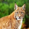 Wild Bobcat diamond painting