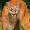 Wild Cougar diamond painting