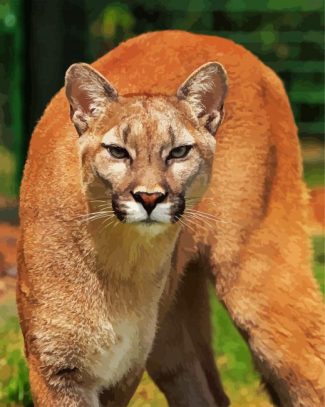 Wild Cougar diamond painting