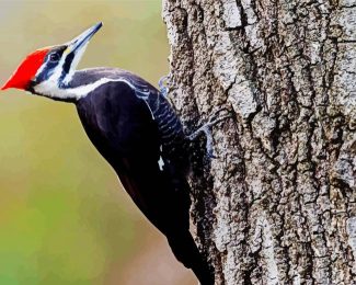 Woodpecker Bird diamond painting