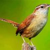 Wren Bird diamond painting