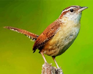 Wren Bird diamond painting