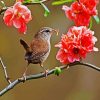 Wren On Flowers Branch diamond painting