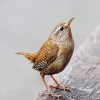 Wren Bird Animal diamond painting