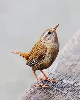 Wren Bird Animal diamond painting