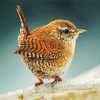 Wren Bird diamond painting