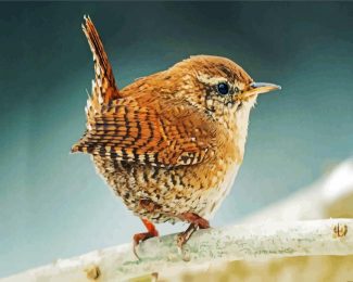 Wren Bird diamond painting