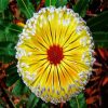 Yellow Blooming Banksia Flower diamond painting