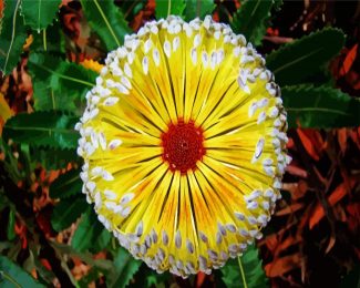 Yellow Blooming Banksia Flower diamond painting