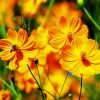 Yellow Cosmos Flowers diamond painting