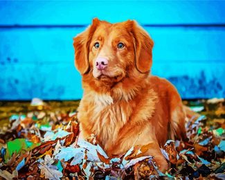 Adorable Toller diamond painting