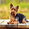 Adorable Yorkie Dog diamond painting