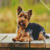 Adorable Yorkie Dog diamond painting