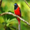 Aesthetic Trogon Bird diamond painting