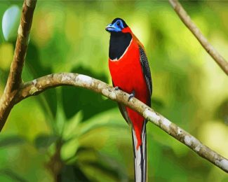 Aesthetic Trogon Bird diamond painting