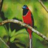 Aesthetic Trogon Bird diamond painting