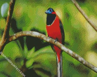 Aesthetic Trogon Bird diamond painting