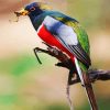 Aesthetic Trogon diamond painting