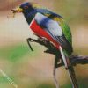 Aesthetic Trogon diamond painting