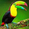 Aesthetic Tucan Bird Animal diamond painting