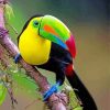 Aesthetic Tucan Bird diamond painting