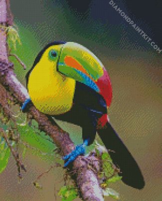 Aesthetic Tucan Bird diamond painting