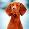 Aesthetic Vizsla Dog diamond painting