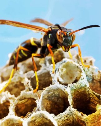 Aesthetic Wasp Insect diamond painting