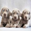 Aesthetic Weimaraner Puppies diamond painting