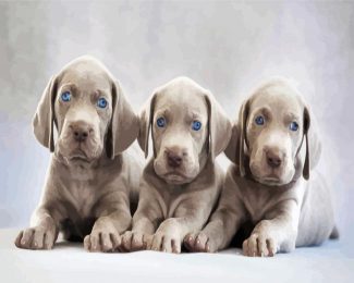 Aesthetic Weimaraner Puppies diamond painting